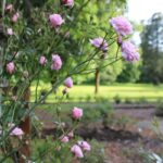 How to Decorate an Arbor: 7 Proven Tips for Effortless Garden Magic