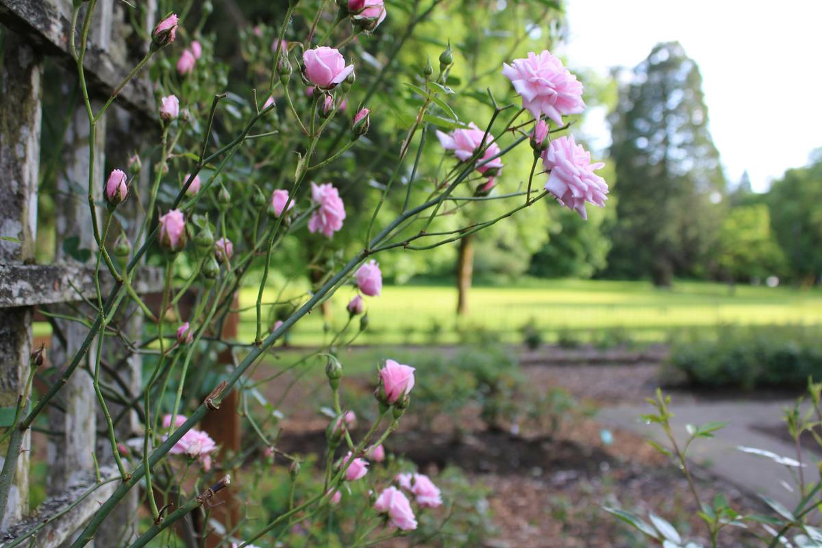 How to Decorate an Arbor: 7 Proven Tips for Effortless Garden Magic