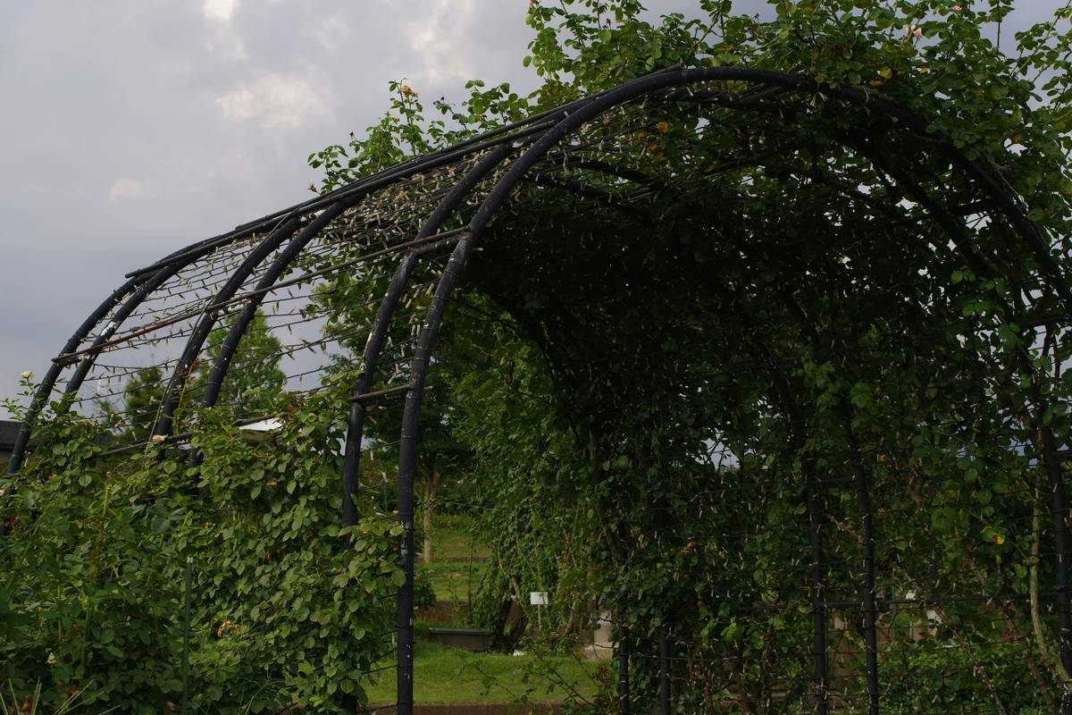 Metal Arbors for Gardens: 7 Proven Reasons They’re the Easiest Long-Term Privacy Solution
