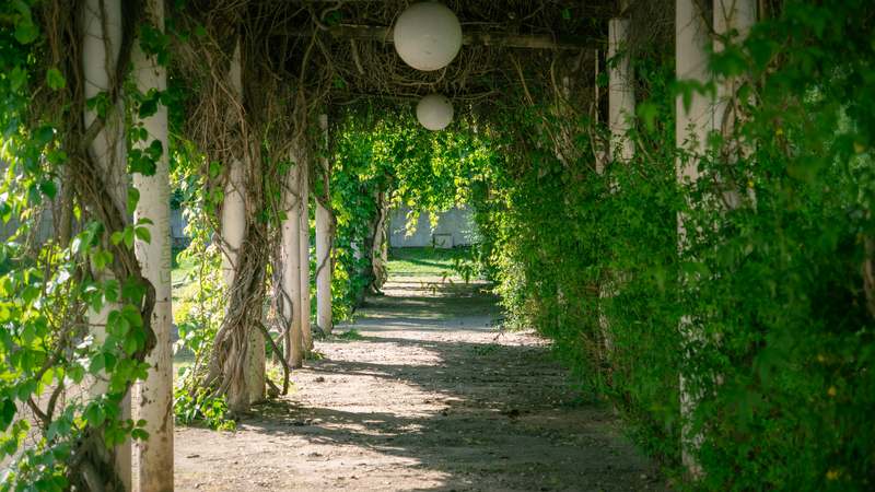 Wooden garden arbor draped with climbing roses in a sunlit backyard